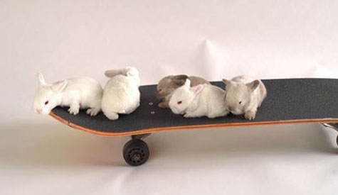 Bunnies on a skateboard.