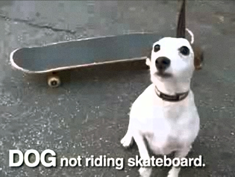 dog not skateboarding