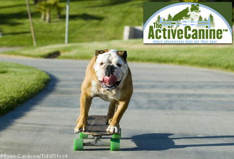 skateboarding bulldog at the active canine