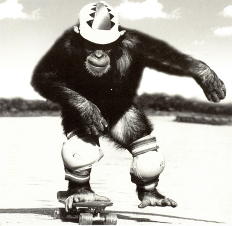 monkey skateboarding