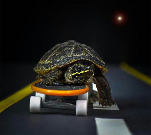 turtle on a skateboard